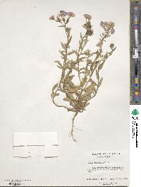 Phlox drummondii image