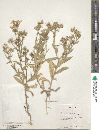 Phlox drummondii image