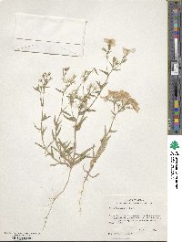 Phlox drummondii image