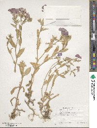 Phlox drummondii image