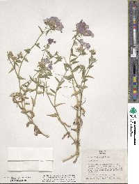 Phlox drummondii image