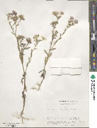 Phlox drummondii image