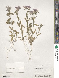 Phlox drummondii image