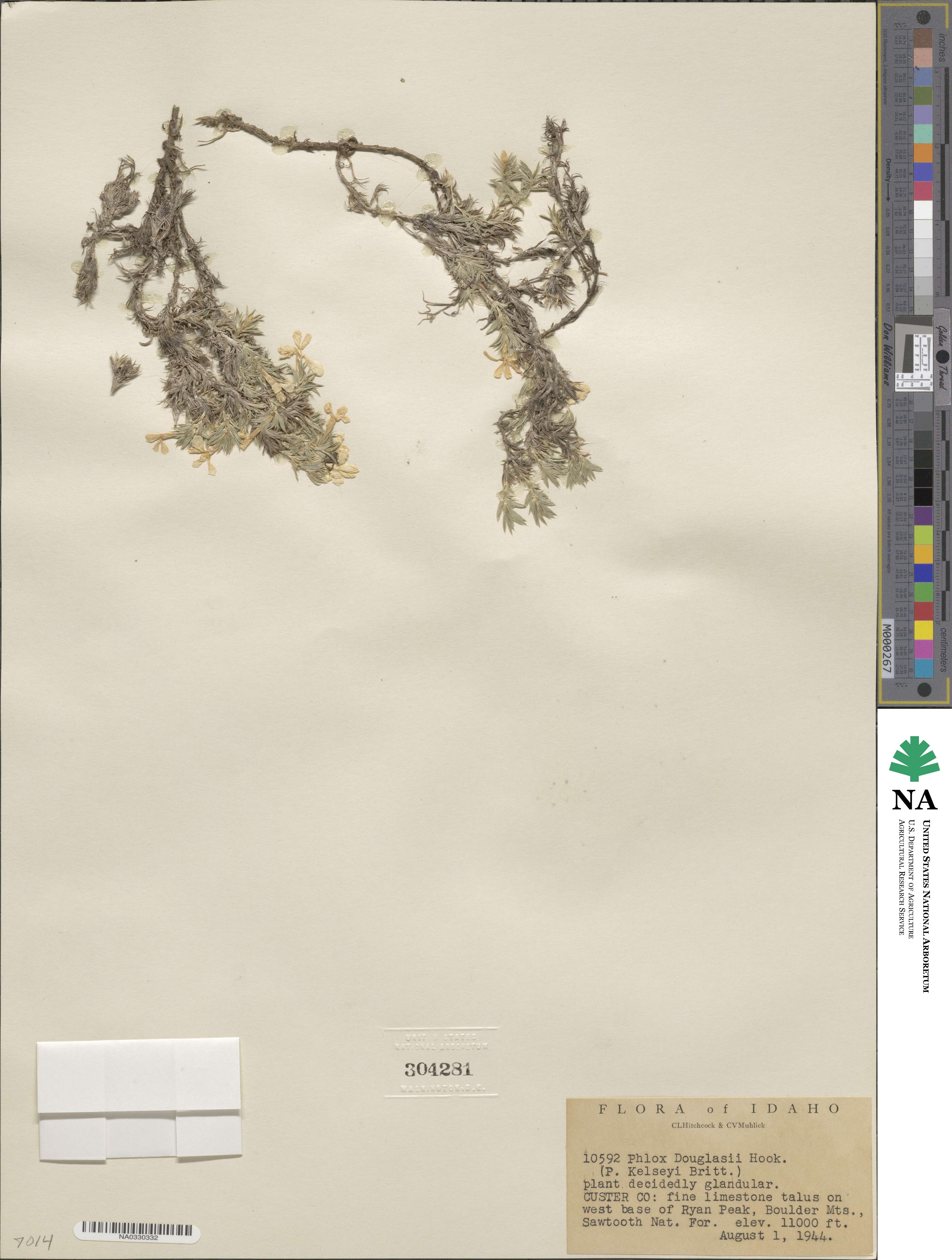 Phlox douglasii image