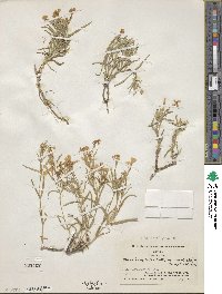 Phlox longifolia subsp. brevifolia image