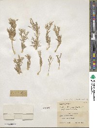 Phlox longifolia image