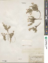 Phlox longifolia image