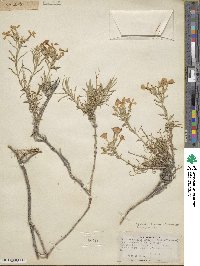 Phlox longifolia subsp. brevifolia image