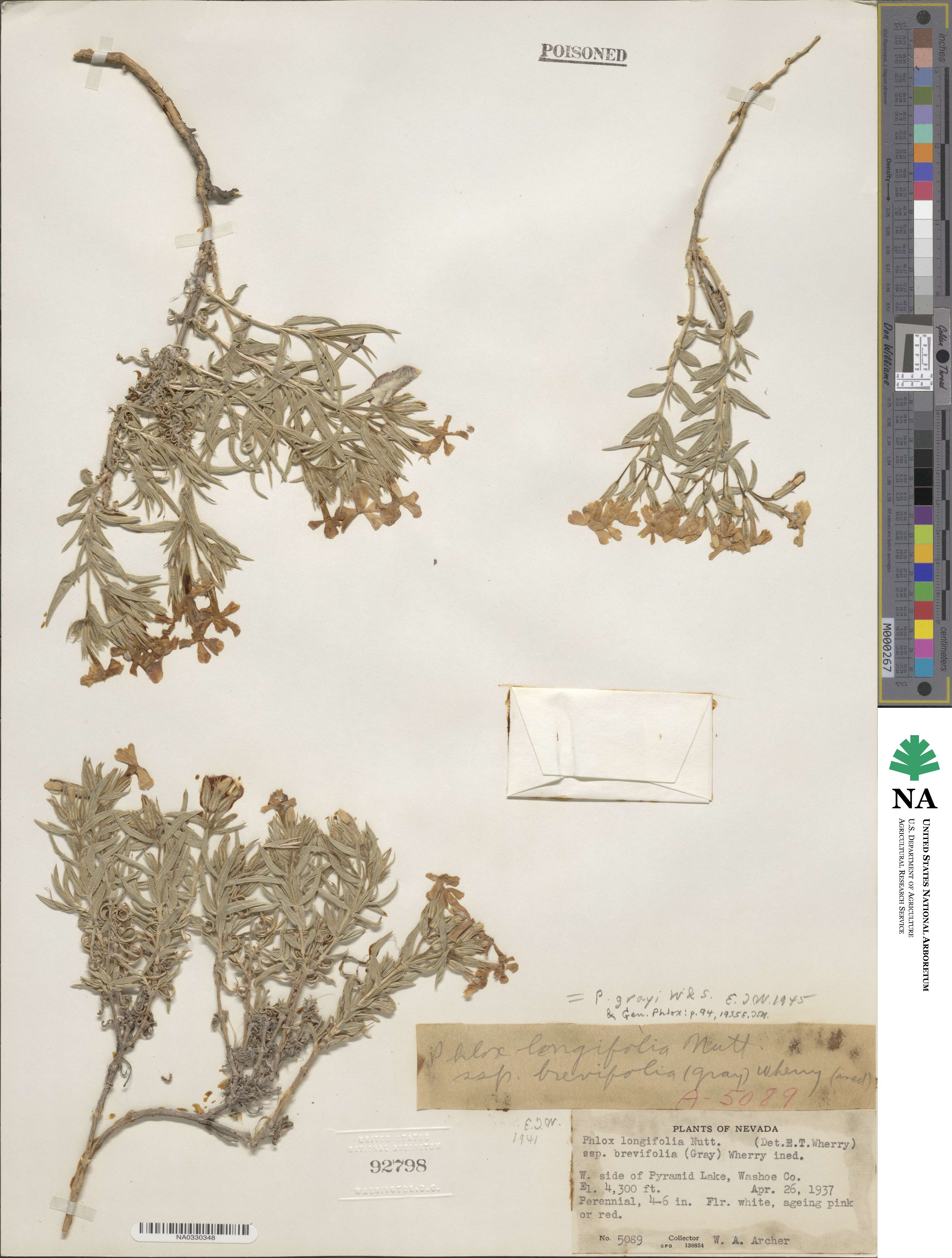 Phlox longifolia image