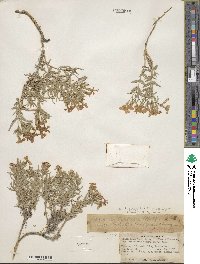 Phlox longifolia image