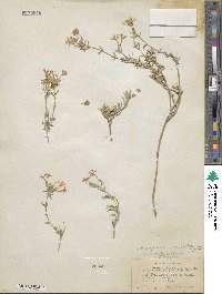 Phlox longifolia image