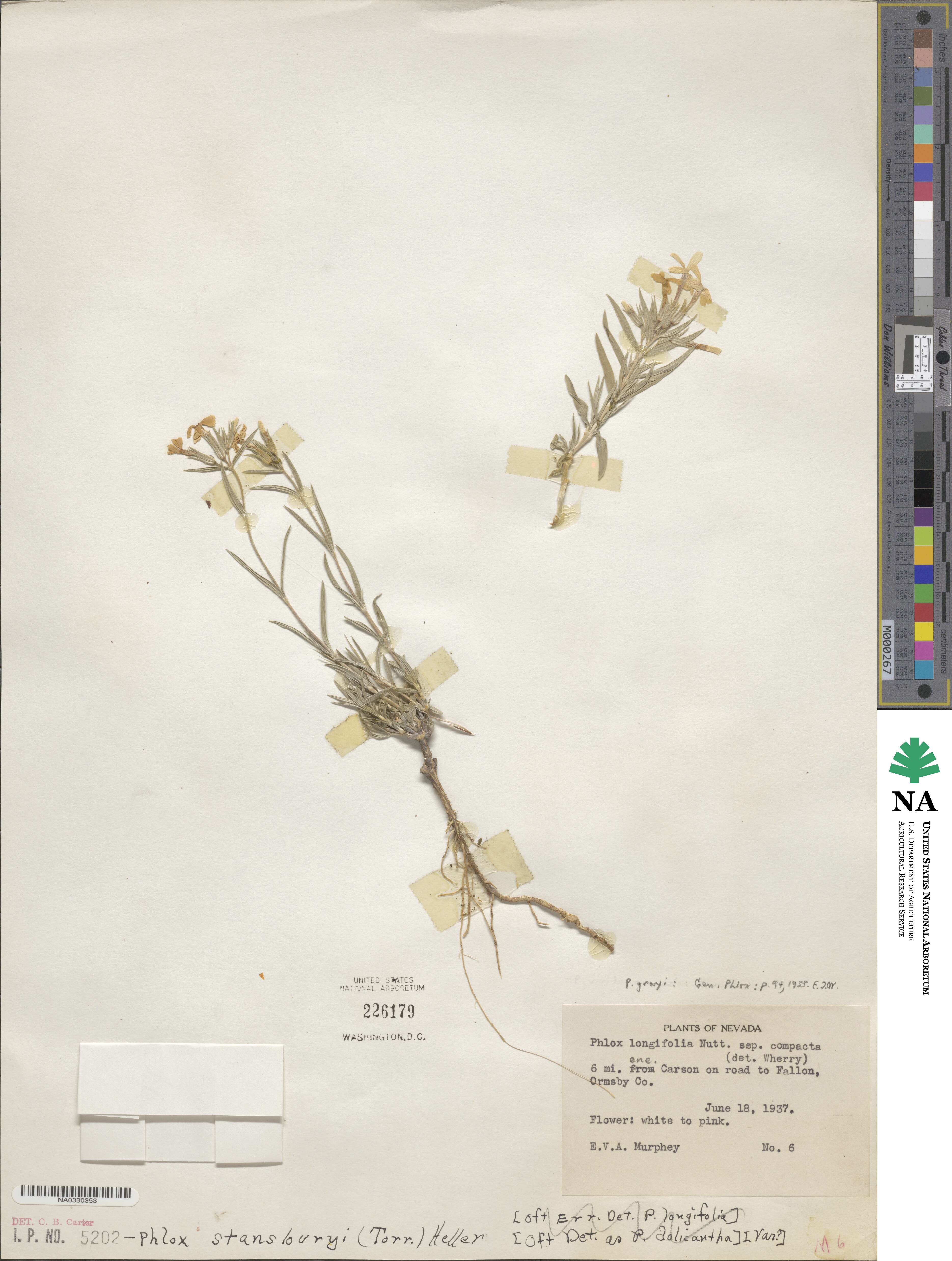 Phlox longifolia image