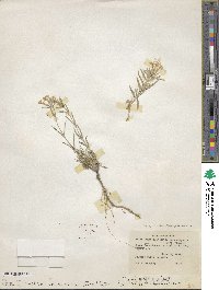 Phlox longifolia image