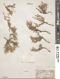 Phlox longifolia image