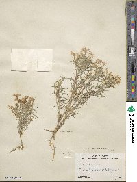 Phlox longifolia subsp. brevifolia image