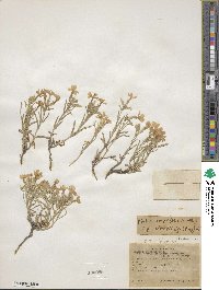 Phlox longifolia subsp. brevifolia image