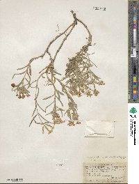 Phlox longifolia image