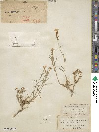 Phlox longifolia subsp. brevifolia image