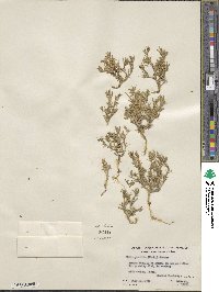 Phlox gracilis image