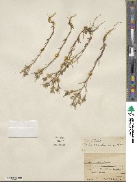 Phlox gracilis image