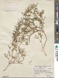 Phlox gracilis image