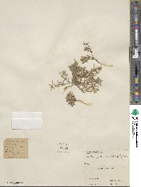 Phlox gracilis image