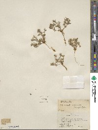 Phlox gracilis image