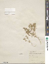 Phlox gracilis image