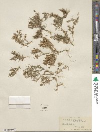 Phlox gracilis image