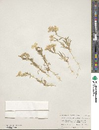 Phlox glabriflora image