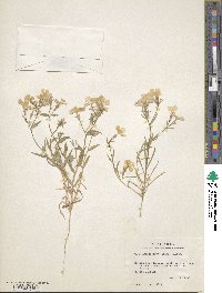 Phlox glabriflora image