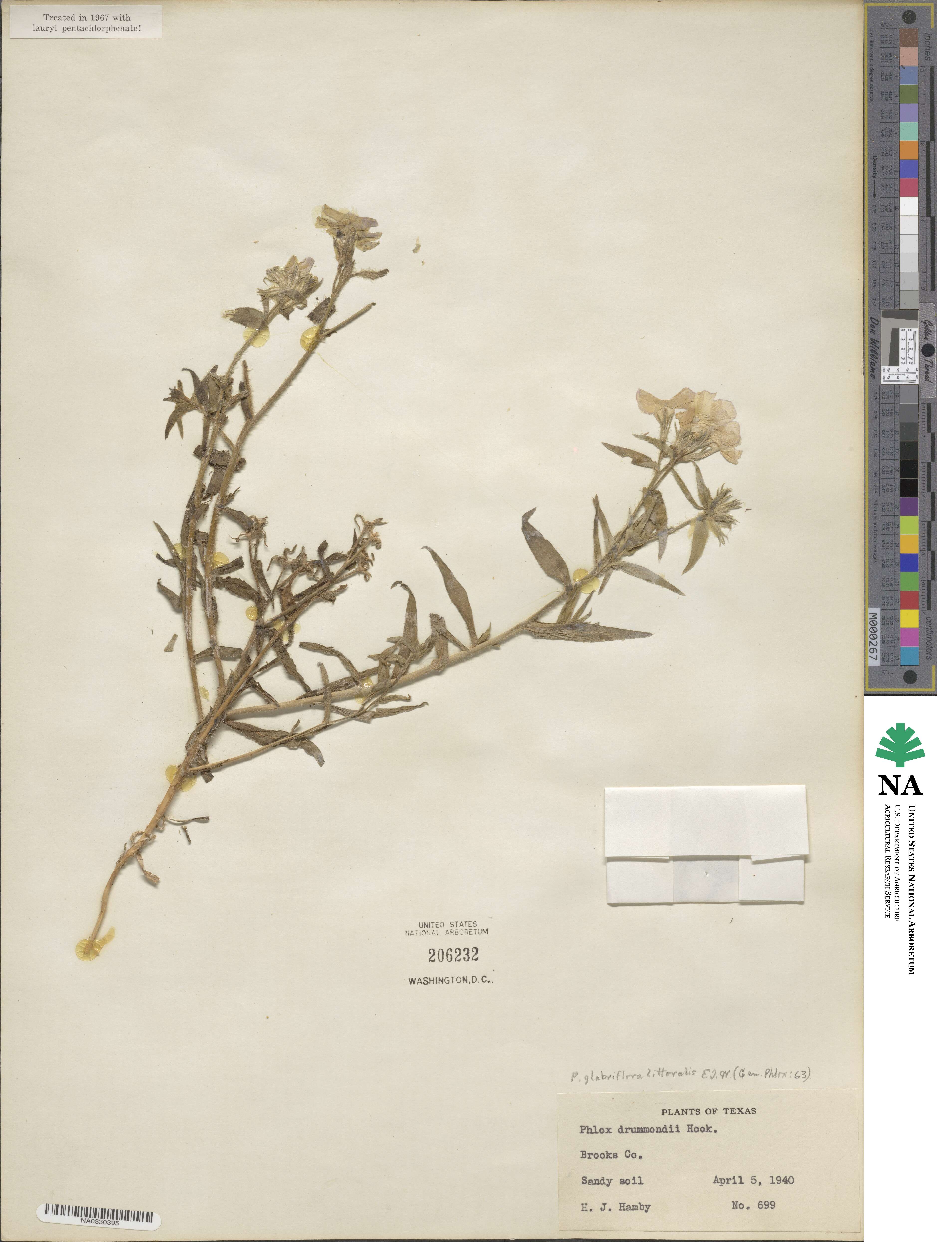 Phlox glabriflora image