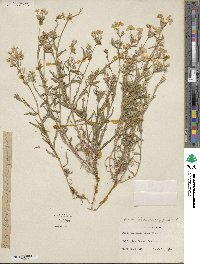 Phlox glabriflora image