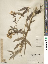 Phlox glaberrima image