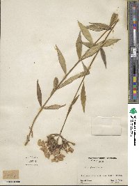 Phlox glaberrima image