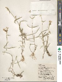 Phlox glaberrima image