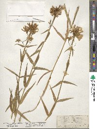 Phlox glaberrima image