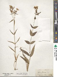 Phlox glaberrima image