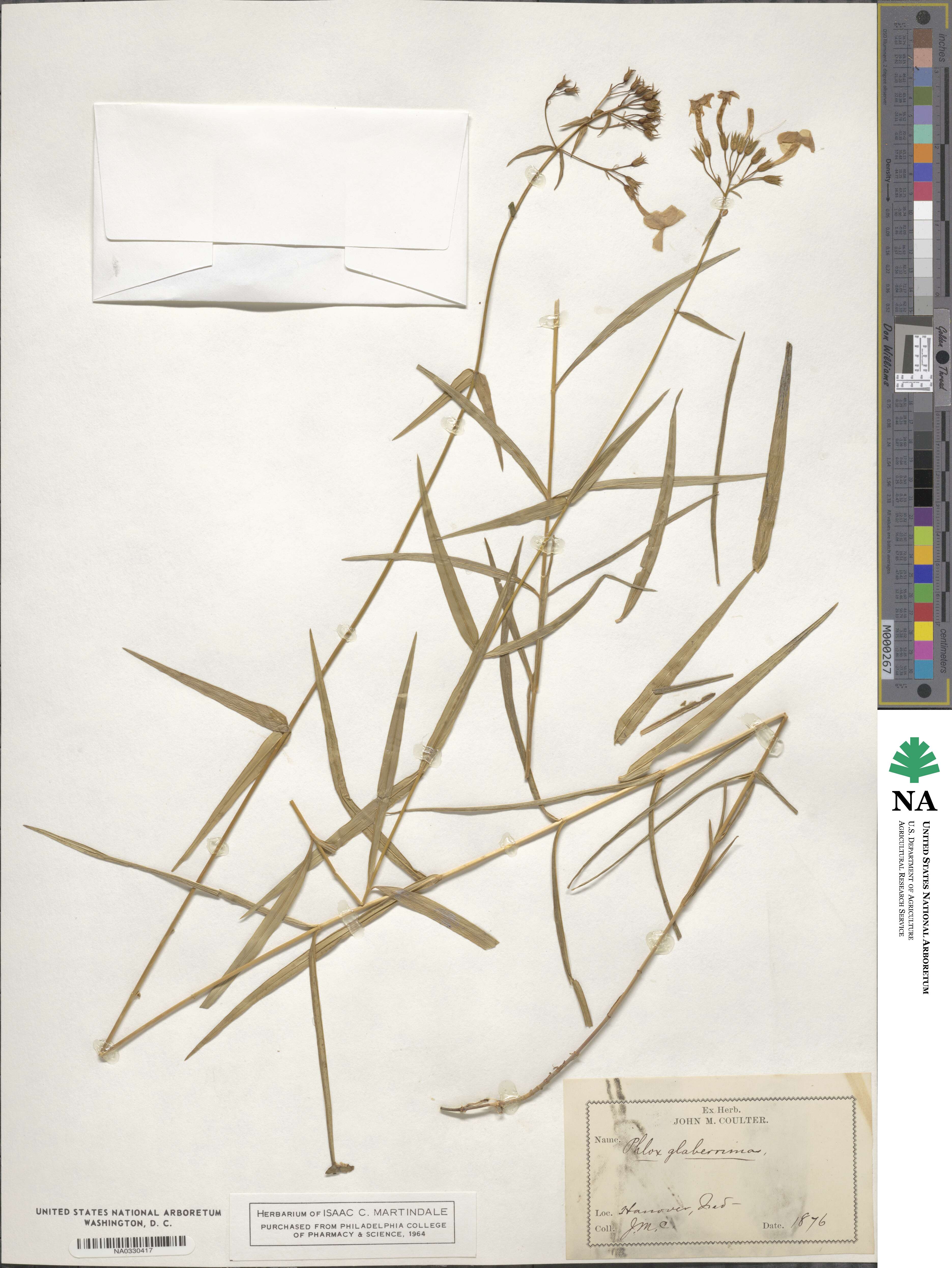 Phlox glaberrima image