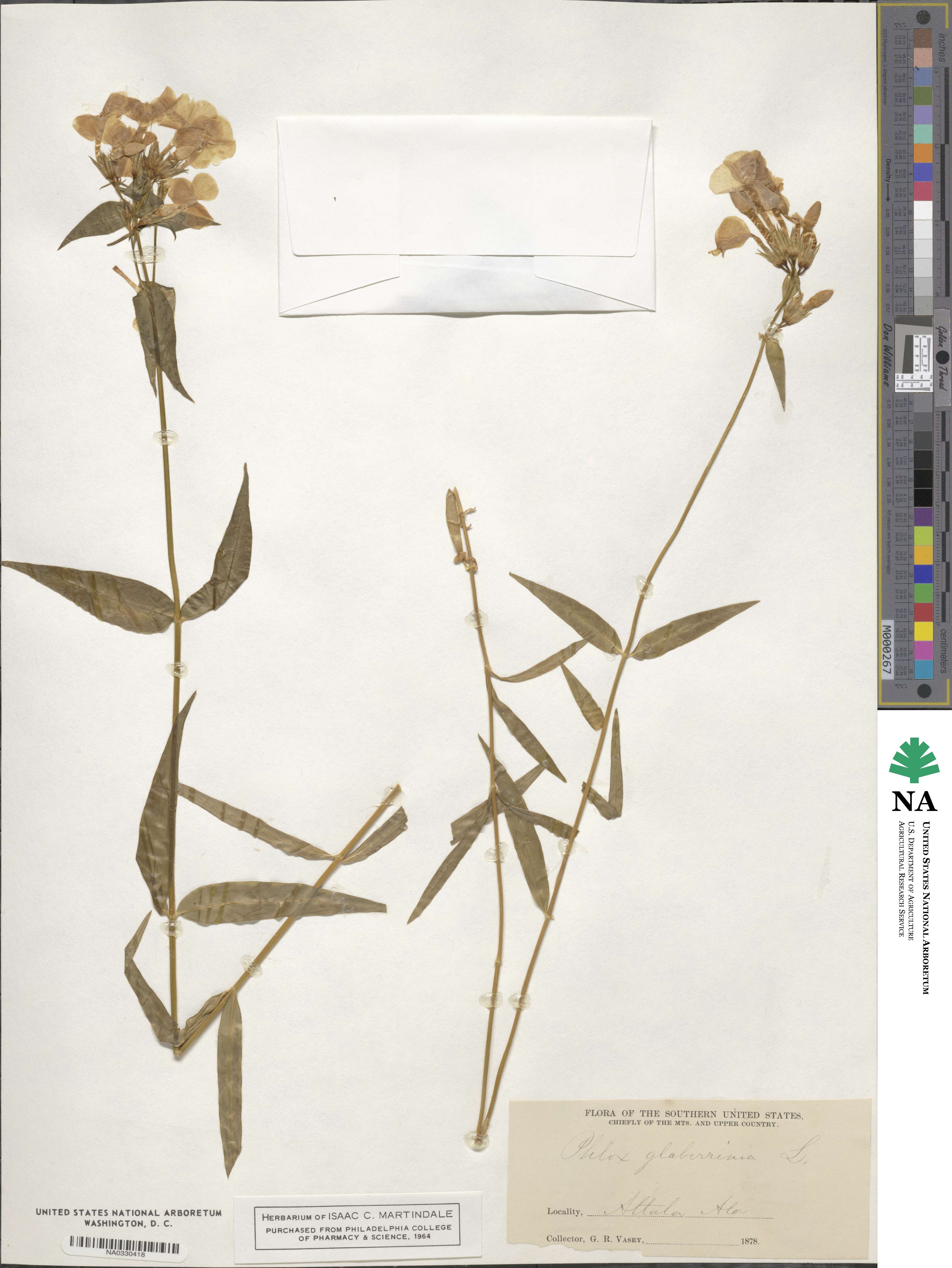 Phlox glaberrima image