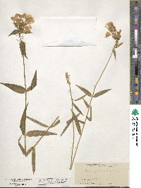 Phlox glaberrima image