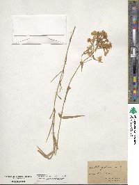 Phlox glaberrima image