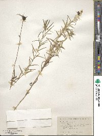 Phlox glaberrima image