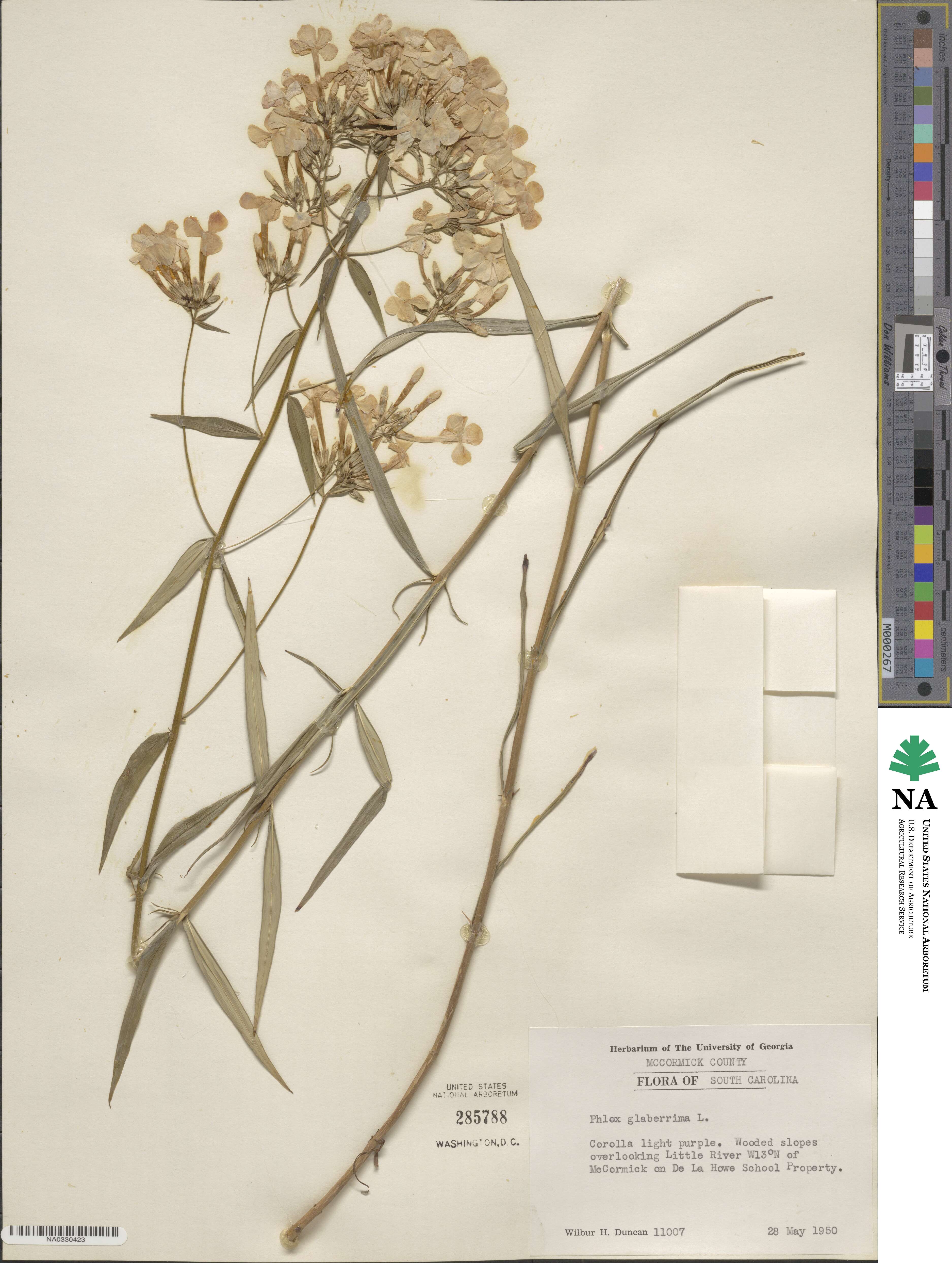 Phlox glaberrima image