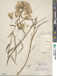 Phlox glaberrima image