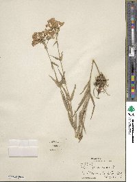 Phlox glaberrima image