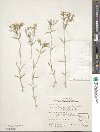 Phlox longifolia image