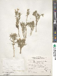 Phlox longifolia image