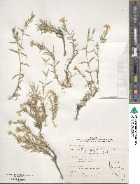 Phlox longifolia image