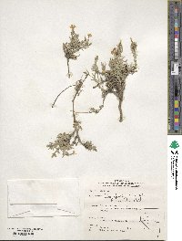 Phlox longifolia image